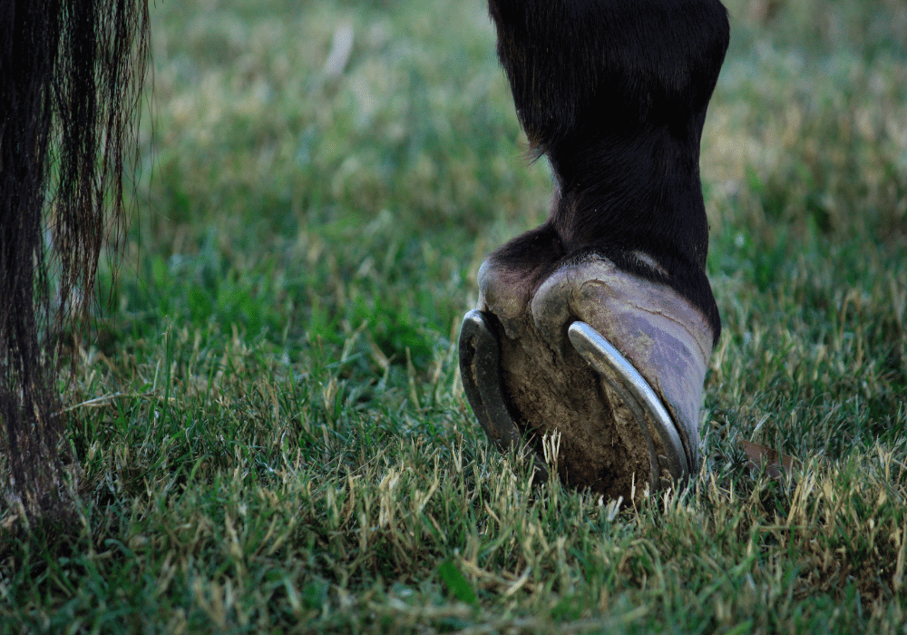 What Causes Laminitis in Horses? Avonvale Equine Vets Blog